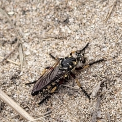 Thereutria amaraca (Spine-legged Robber Fly) at Uriarra Recreation Reserve - 23 Jan 2022 by tpreston