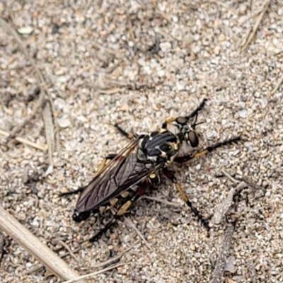Thereutria amaraca (Spine-legged Robber Fly) at Undefined Area - 23 Jan 2022 by tpreston