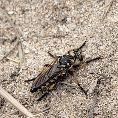 Thereutria amaraca (Spine-legged Robber Fly) - 23 Jan 2022 by trevorpreston