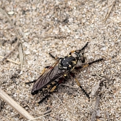 Thereutria amaraca (Spine-legged Robber Fly) at Uriarra Recreation Reserve - 23 Jan 2022 by tpreston