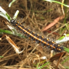 Nyctemera amicus (Senecio Moth, Magpie Moth, Cineraria Moth) at Pearce, ACT - 28 Dec 2021 by Christine