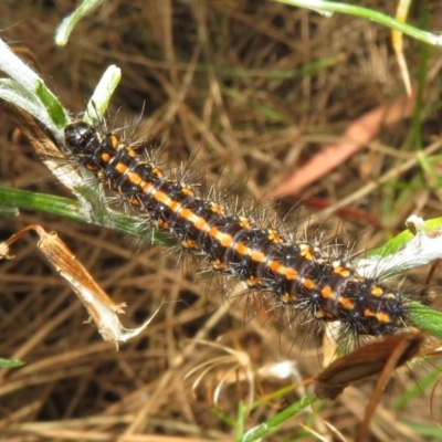 Nyctemera amicus (Senecio Moth, Magpie Moth, Cineraria Moth) at Pearce, ACT - 28 Dec 2021 by Christine