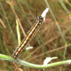 Nyctemera amicus at Pearce, ACT - 28 Dec 2021 12:05 PM