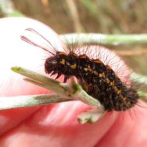 Nyctemera amicus at Pearce, ACT - 28 Dec 2021 12:05 PM