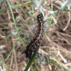 Nyctemera amicus at Pearce, ACT - 28 Dec 2021 12:05 PM