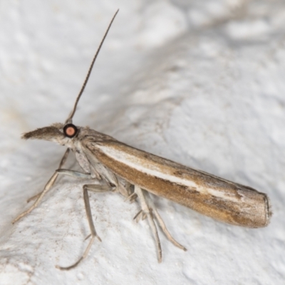 Ptochostola microphaeellus (A Crambid moth) at Melba, ACT - 5 Nov 2021 by kasiaaus