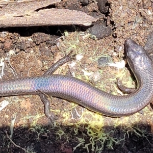 Anepischetosia maccoyi at Brindabella, NSW - 23 Jan 2022