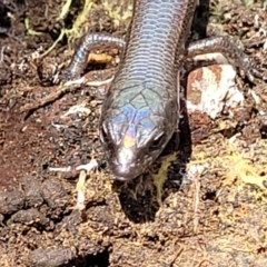 Anepischetosia maccoyi at Brindabella, NSW - 23 Jan 2022