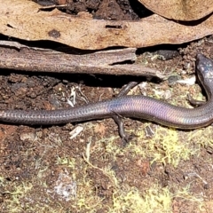 Anepischetosia maccoyi at Brindabella, NSW - 23 Jan 2022