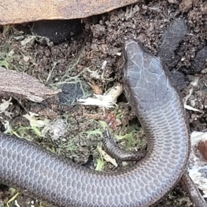 Anepischetosia maccoyi at Brindabella, NSW - 23 Jan 2022