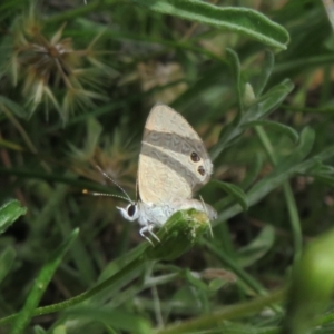 Nacaduba biocellata at Pearce, ACT - 28 Dec 2021 12:11 PM