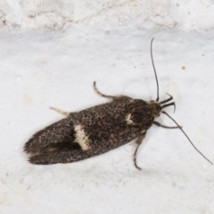 Leistomorpha brontoscopa (A concealer moth) at Melba, ACT - 6 Nov 2021 by kasiaaus