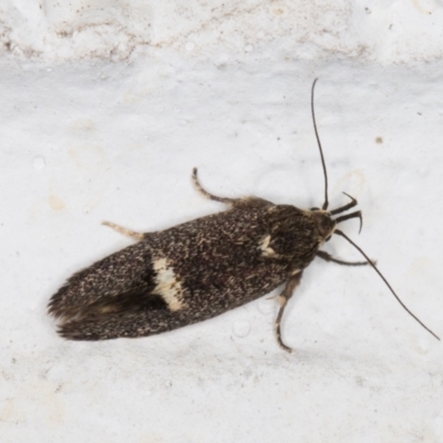 Leistomorpha brontoscopa (A concealer moth) at Melba, ACT - 6 Nov 2021 by kasiaaus