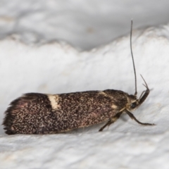 Leistomorpha brontoscopa at Melba, ACT - 6 Nov 2021 09:19 PM