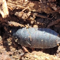 Molytria sp. (genus) (A cockroach) at Namadgi National Park - 23 Jan 2022 by trevorpreston