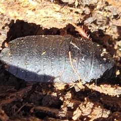 Molytria sp. (genus) at Cotter River, ACT - 23 Jan 2022