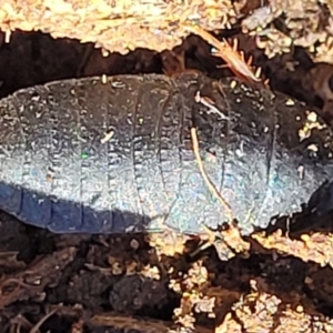 Molytria sp. (genus) at Cotter River, ACT - 23 Jan 2022