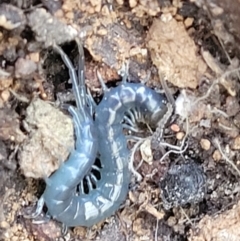 Scolopendromorpha (order) (A centipede) at Cotter River, ACT - 23 Jan 2022 by trevorpreston