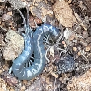 Scolopendromorpha (order) at Cotter River, ACT - 23 Jan 2022 01:06 PM