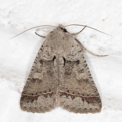 Pantydia sparsa (Noctuid Moth) at Melba, ACT - 6 Nov 2021 by kasiaaus