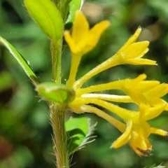 Pimelea curviflora var. acuta at Cotter River, ACT - 23 Jan 2022 by trevorpreston