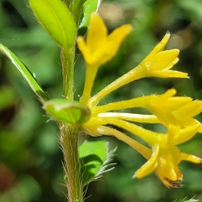 Pimelea curviflora var. acuta at Cotter River, ACT - 23 Jan 2022 by trevorpreston