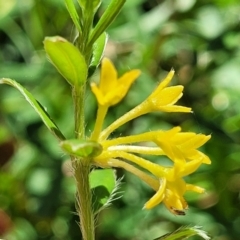 Pimelea curviflora var. acuta at Cotter River, ACT - 23 Jan 2022