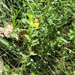 Pimelea curviflora var. acuta at Cotter River, ACT - 23 Jan 2022 01:04 PM