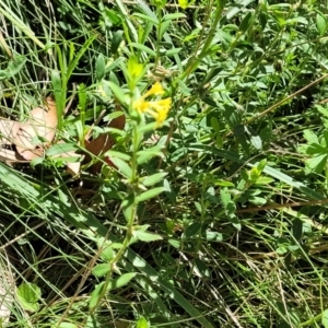 Pimelea curviflora var. acuta at Cotter River, ACT - 23 Jan 2022