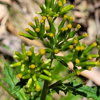 Senecio biserratus (Jagged Fireweed) at Cotter River, ACT - 23 Jan 2022 by tpreston