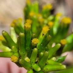 Senecio biserratus at Cotter River, ACT - 23 Jan 2022 01:03 PM