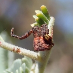 Stephanopis sp. (genus) (Knobbly crab spider) at Molonglo Valley, ACT - 21 Jan 2022 by CathB