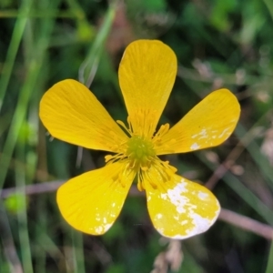 Ranunculus lappaceus at Cotter River, ACT - 23 Jan 2022