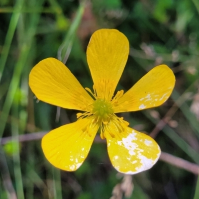 Ranunculus lappaceus (Australian Buttercup) at Cotter River, ACT - 23 Jan 2022 by trevorpreston