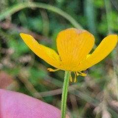 Ranunculus lappaceus at Cotter River, ACT - 23 Jan 2022