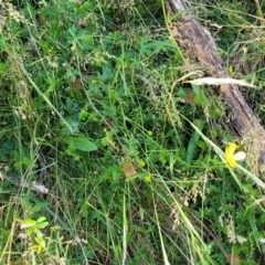 Ranunculus lappaceus at Cotter River, ACT - 23 Jan 2022 12:59 PM