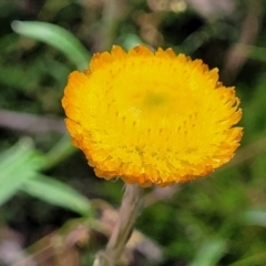 Coronidium monticola (Mountain Button Everlasting) at Cotter River, ACT - 23 Jan 2022 by trevorpreston