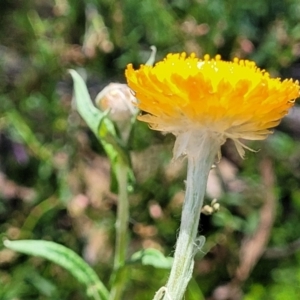 Coronidium monticola at Cotter River, ACT - 23 Jan 2022 12:57 PM