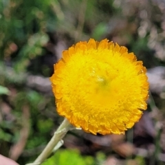 Coronidium monticola at Cotter River, ACT - 23 Jan 2022