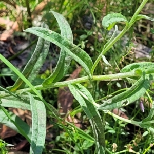 Coronidium monticola at Cotter River, ACT - 23 Jan 2022 12:57 PM