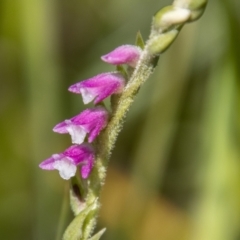 Spiranthes australis (Austral Ladies Tresses) at Rendezvous Creek, ACT - 23 Jan 2022 by SWishart