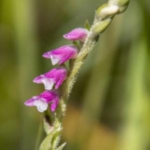 Spiranthes australis at Rendezvous Creek, ACT - 23 Jan 2022