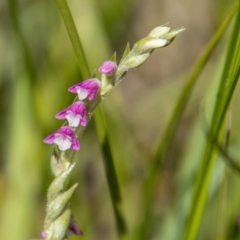 Spiranthes australis at Rendezvous Creek, ACT - 23 Jan 2022