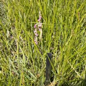 Spiranthes australis at Rendezvous Creek, ACT - 23 Jan 2022