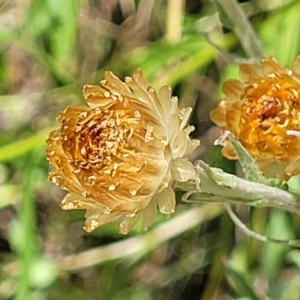 Coronidium monticola at Cotter River, ACT - 23 Jan 2022