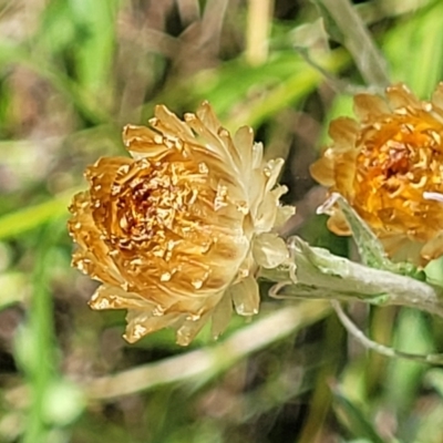 Coronidium monticola (Mountain Button Everlasting) at Cotter River, ACT - 23 Jan 2022 by trevorpreston