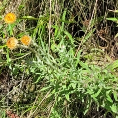 Coronidium monticola at Cotter River, ACT - 23 Jan 2022 12:55 PM