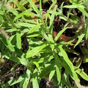 Coronidium monticola at Cotter River, ACT - 23 Jan 2022 12:55 PM