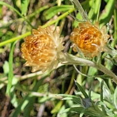 Coronidium monticola at Cotter River, ACT - 23 Jan 2022