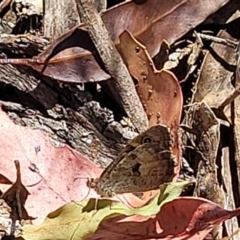 Geitoneura klugii (Marbled Xenica) at Cotter River, ACT - 23 Jan 2022 by trevorpreston